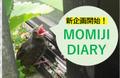 【新企画】MOMIJI DIARY～スタッフからのお便り～
