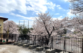 【新作MOMIJI DIARY】桜のおすそ分け
